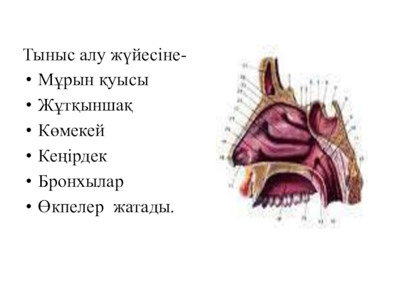 Тыныс алу жүйесі. Мұрын анатомиясы презентация. Тыныс алу 7 сынып презентация. Тыныс алу мүшелері презентация по биологии.