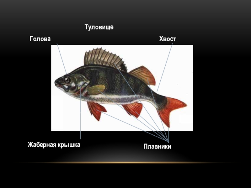 Кто такие рыбы 1 класс. Жаберные крышки. Рыба голова туловище хвост. Животные голова туловище хвост плавники. Голова туловище хвост у рыбы значение.