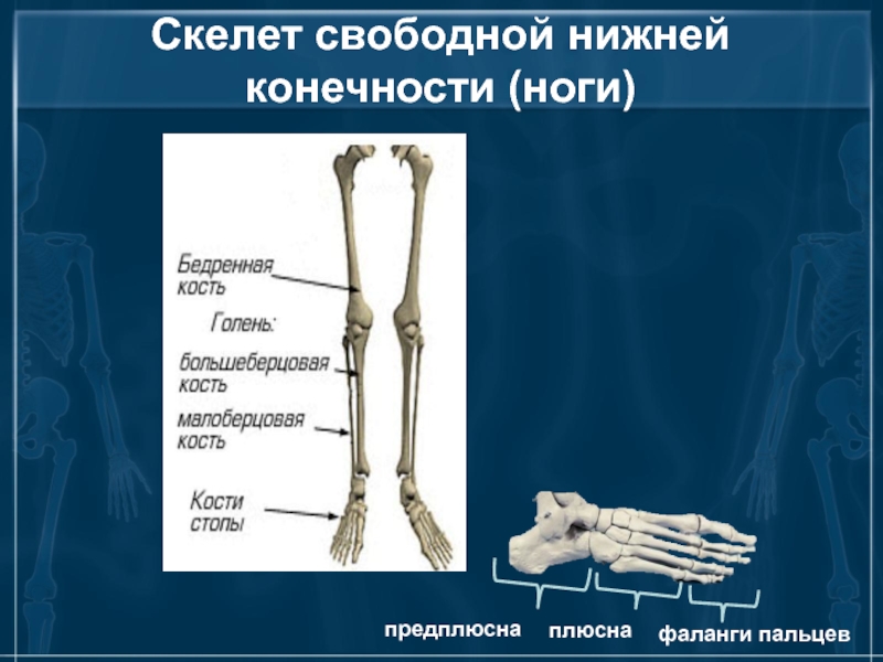 Тема скелет конечностей. Скелет свободной нижннйконнчности. Кости нижней конечности. Кости свободной нижней конечности. Скелет нижних конечностей.