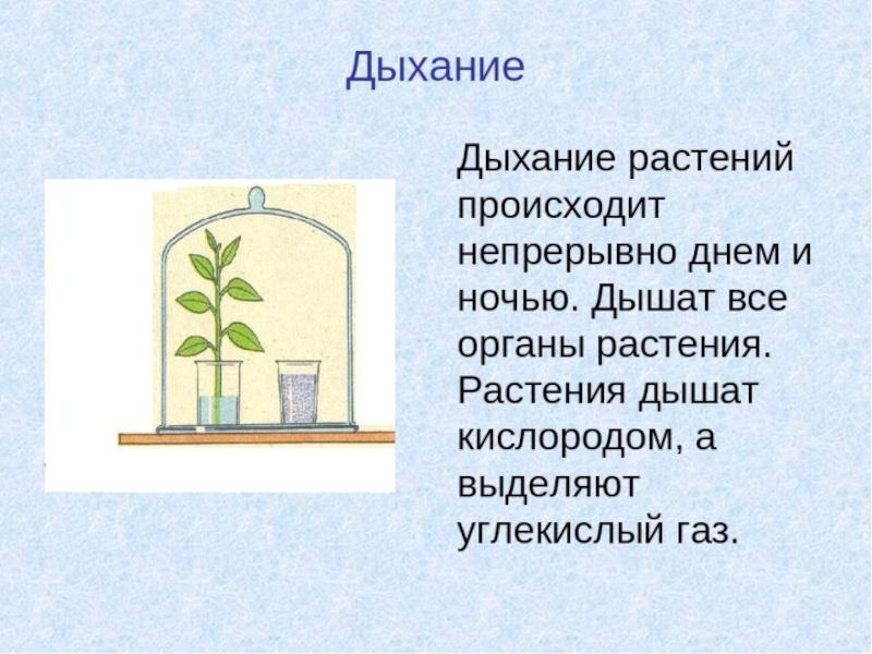 Дыхание проект по биологии