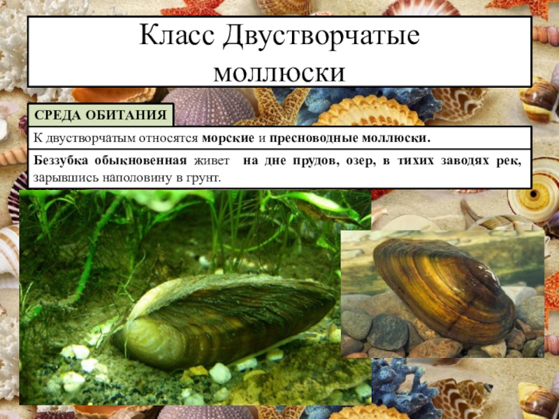 Класс двустворчатые моллюски 7 класс