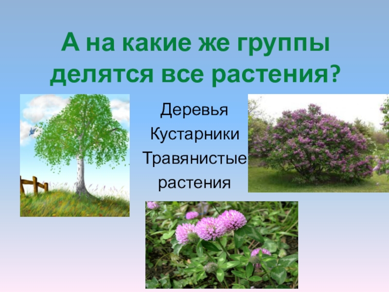 А на какие же группы делятся все растения?Деревья КустарникиТравянистые растения