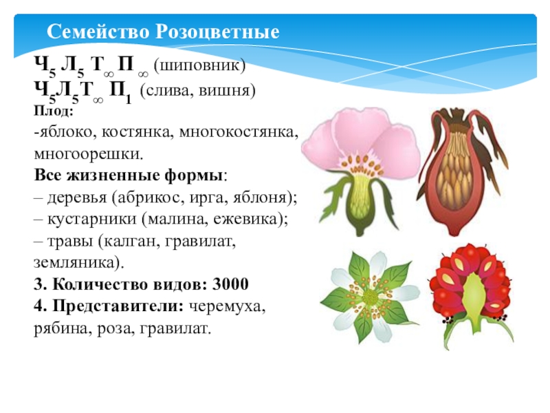 Околоцветник у двудольных растений