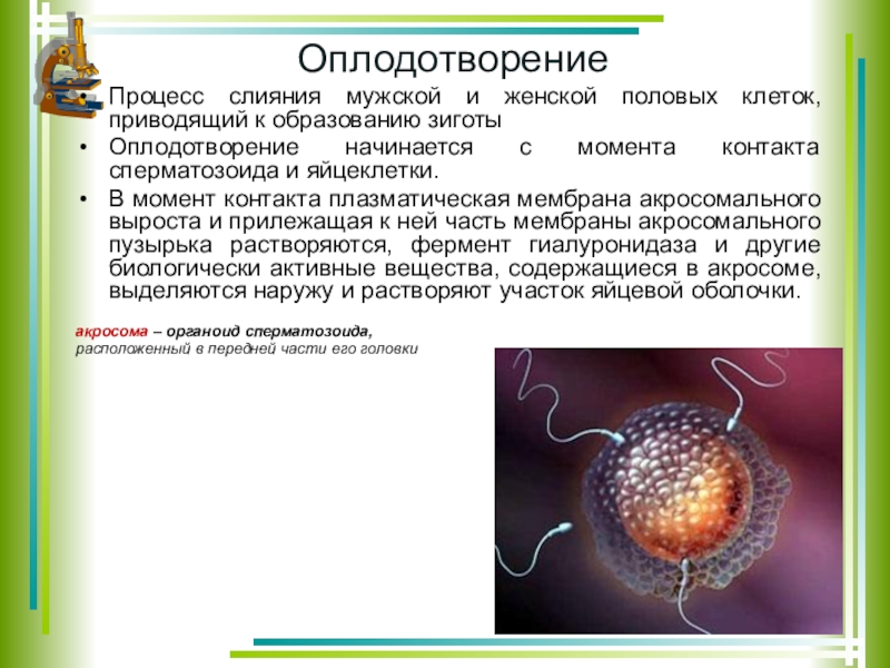 Процесс слияния мужской и женской клеток называется