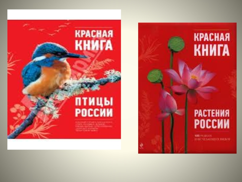 Проект красная книга про птиц