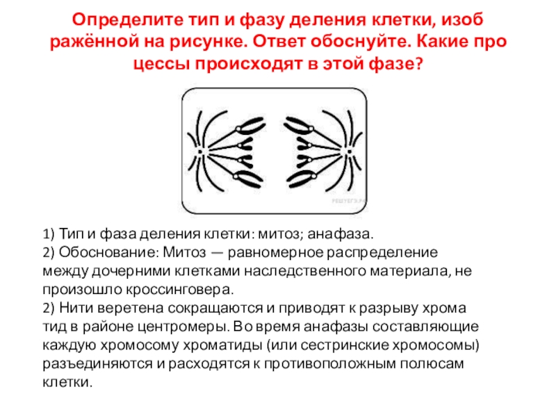 Типы деления исходной диплоидной клетки