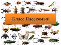 Презентация по биологии на тему Насекомые