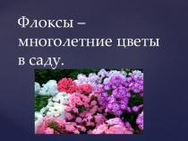 Презентация Флоксы к занятию кружка Декоративные растения