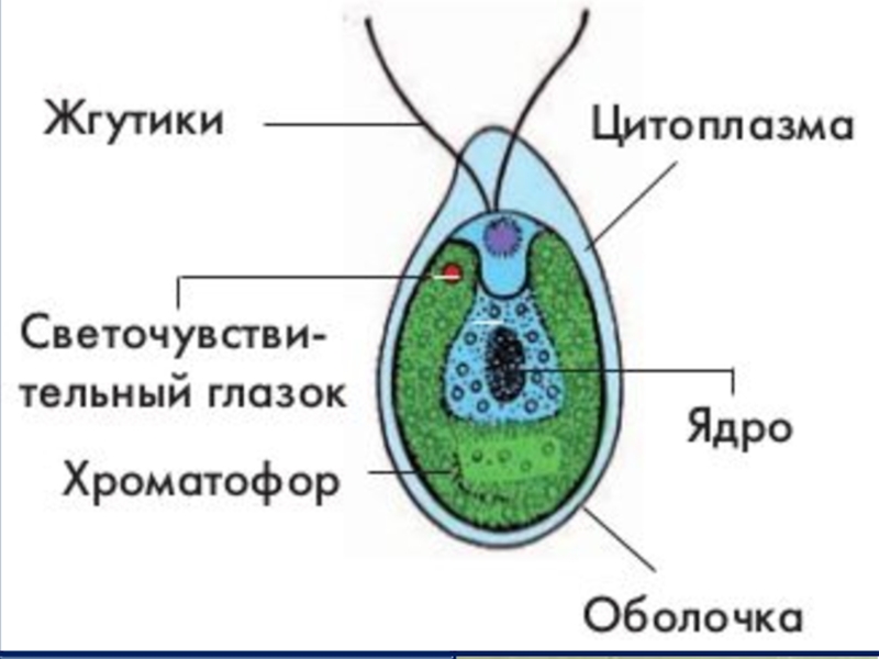 Строение клеток зеленых