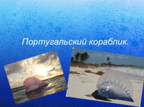 Презентация Португальский кораблик 7 класс