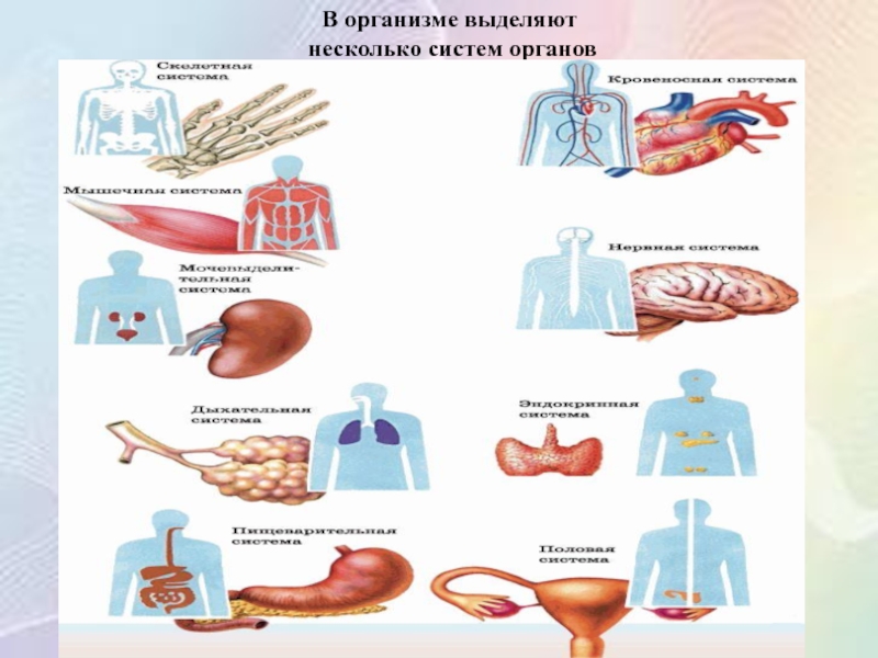 Сколько в организме органов. Системы органов в организме. Взаимосвязь систем органов человека. Ткани органы и системы органов. Пример взаимодействия систем органов.