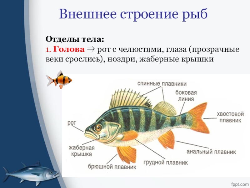 Тест по теме рыбы биология 7 класс. Строение рыбы 7 класс биология. Отделы тела рыбы 7 класс биология. Внешнее строение рыбы. Строение рыбы отделы.