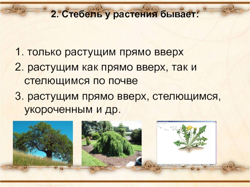 Расти прямо. Стебель у растения бывает. Стебель у растений бывает только растущим прямо вверх. Растение с двумя стеблями примеры. Стебли прямо вверх Тип.