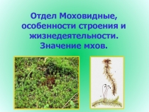 Презентация по биологии Отдел Моховидные