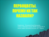 Первоцветы. Почему их так назвали?