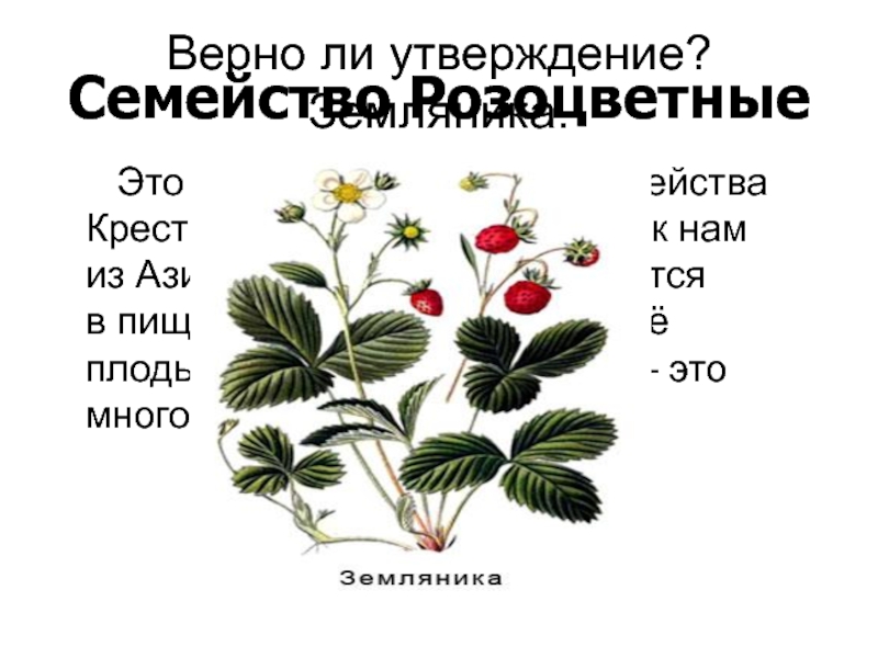 Верно ли утверждение растения. Земляника семейство. Семейства крестоцветных клубника. Формула цветка земляники. Земляника двудольное растение.