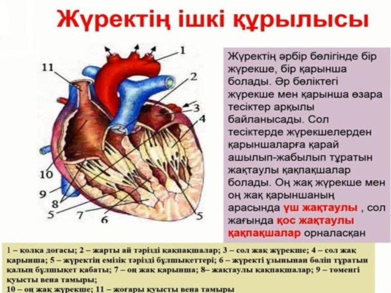 Жүрек құрылысы презентация