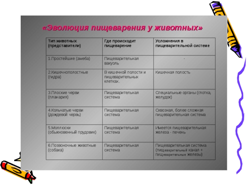 Пищеварительная система животных презентация