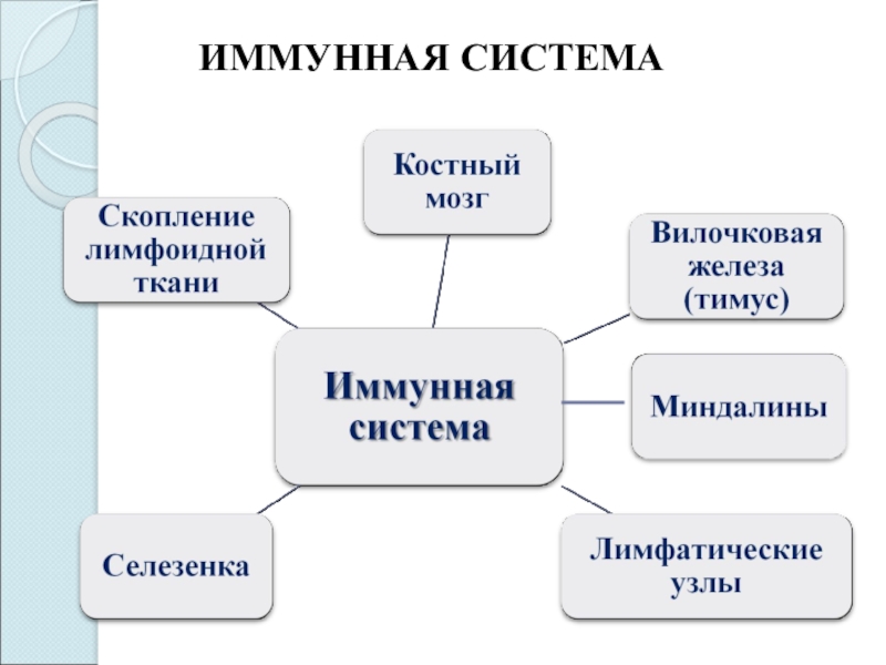 Схема иммунной системы человека