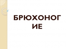 Презентация по биологии на тему Брюхоногие
