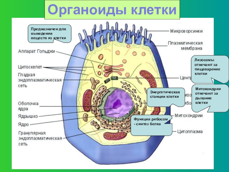 Запишите цифру которой эта органелла обозначена на рисунке