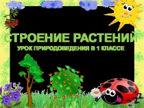 Презентация к открытому уроку Органы растений