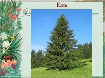 Презентация по окружающему миру Хвойные деревья