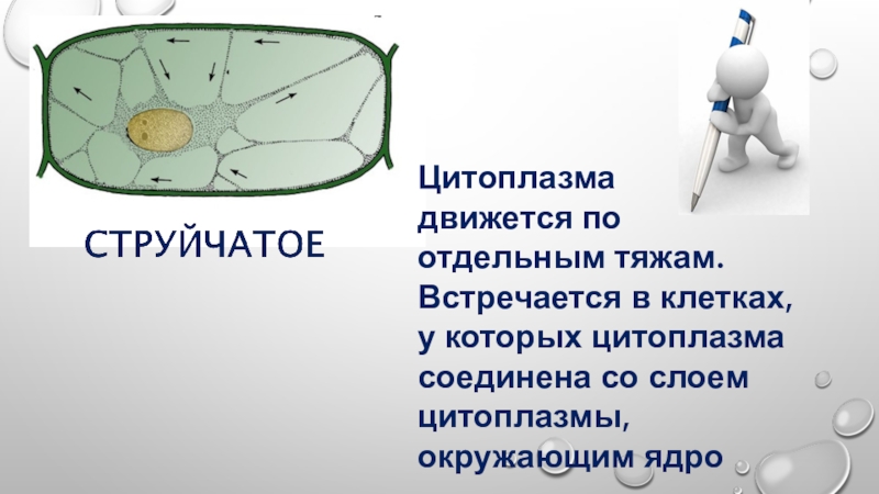 Движение цитоплазмы. Наблюдение плазмолиза и деплазмолиза в клетках кожицы лука. Цитоплазма делится на. Роль цитоплазмы в клетке растения. Струйчатое движение цитоплазмы.