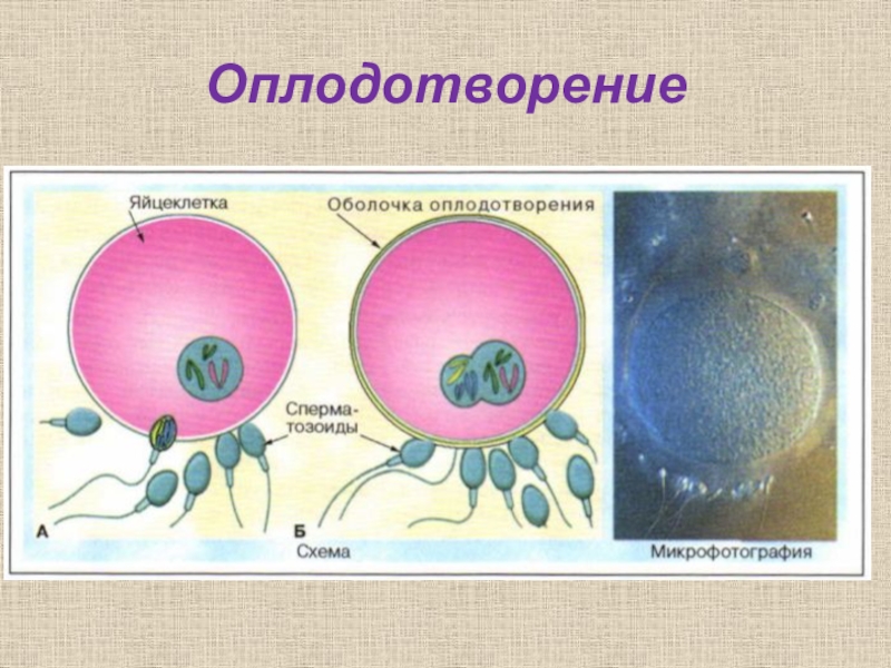 Презентация по биологии оплодотворение