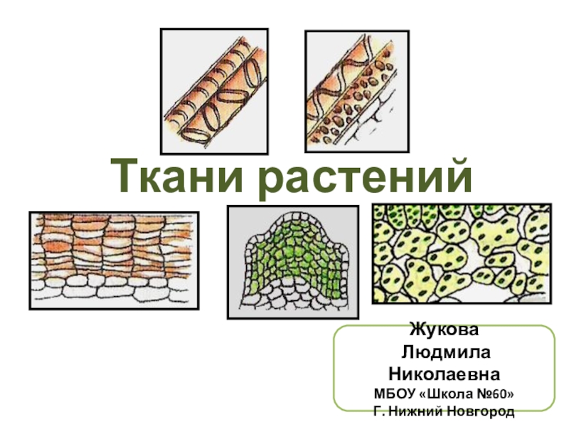 Ткань растений это. Ткани растений 6 класс. Защитная ткань растений. Постоянные ткани растений. Временные ткани растений.