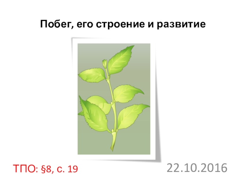 Побег и почки 6 класс. Побег биология 6 класс. Побег и его развитие. Побег его строение и развитие.