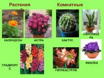 Презентация к уроку ок.мира Что это за листья?