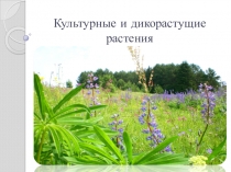 Культурные растения