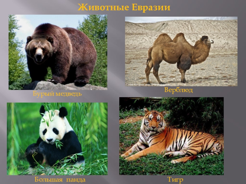 Кто живет в евразии. Животные для Евы. Животные и растения Евразии. Животные обитающие в Евразии.