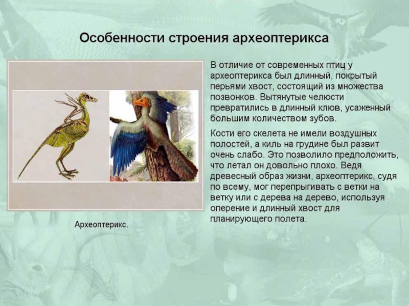 Различия птиц. Происхождение птиц. Происхождение птиц презентация. Птицы для презентации. Характеристика птиц.