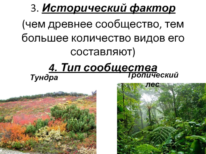 3. Исторический фактор (чем древнее сообщество, тем большее количество видов его составляют)4. Тип сообщества Тундра Тропический лес