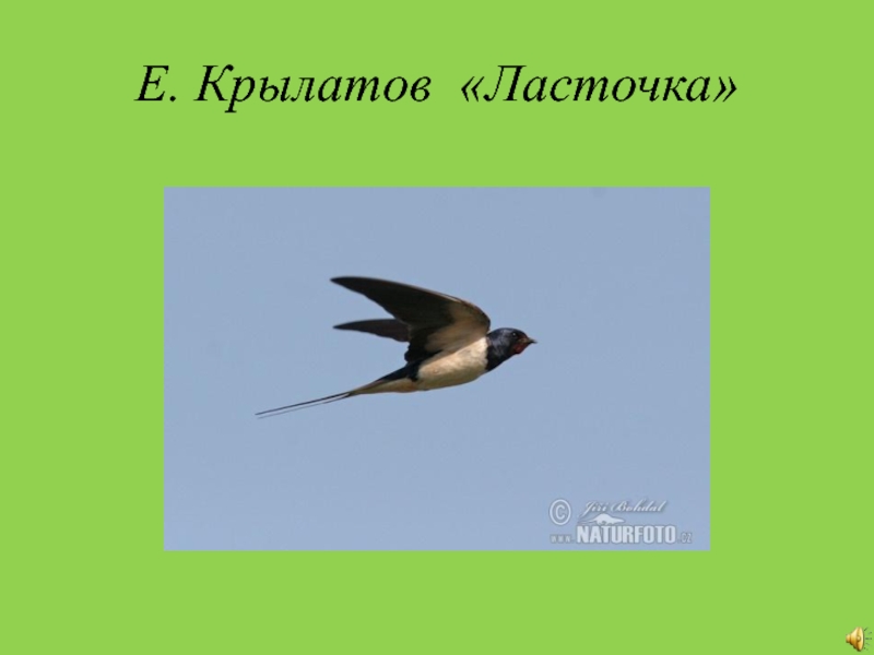 Ласточка текст. Ласточка Крылатова. Ласточка Крылатов текст. Е Крылатов Ласточка. Ласточка моя Крылатов.