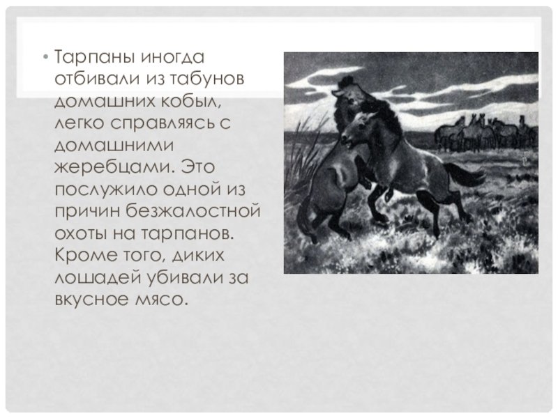 Синоним к слову табун. Табун старое слова?. Тарпан Симферополь. Основная тема стиха табун. В каком произведении убивают лошадь.