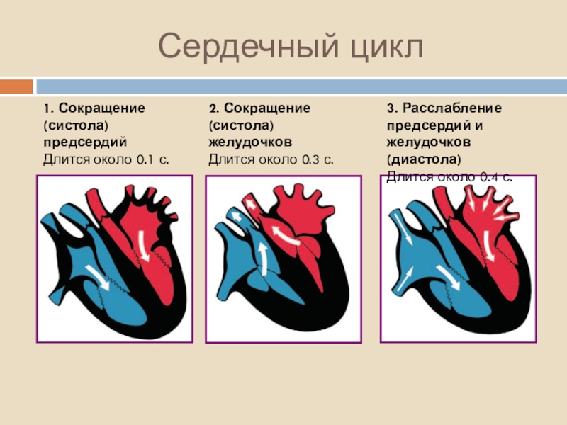 Фазы сердечного цикла картинки