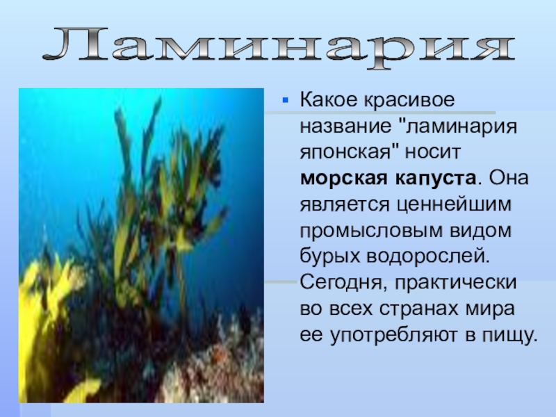 К бурым водорослям относятся ламинария. Сведения о морской капусте. Ламинария информация. Сообщение о ламинарии. Ламинария доклад.