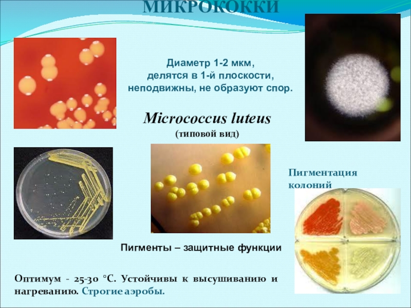 Какие виды колоний существовали. Микрококки Лютеус. Micrococcus glutamicus. Семейство микрококки. Micrococcus luteus форма колоний.