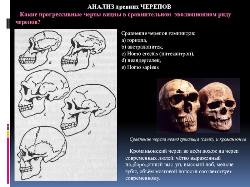 Эволюция черепа человека. Неандерталец характеристика череп. Особенности черепа неандертальца. Особенности строения черепа неандертальца. Сравнение черепов древних людей.