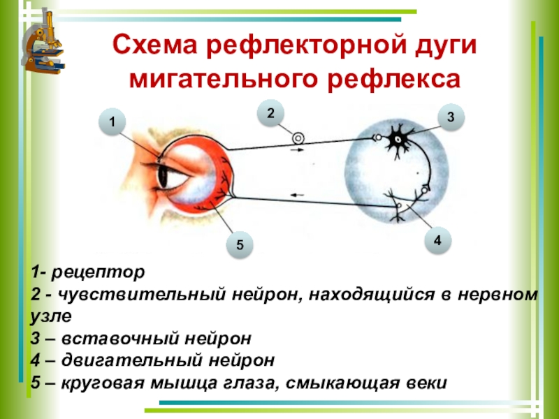 Определение мигательного рефлекса у человека схема рефлекторной дуги