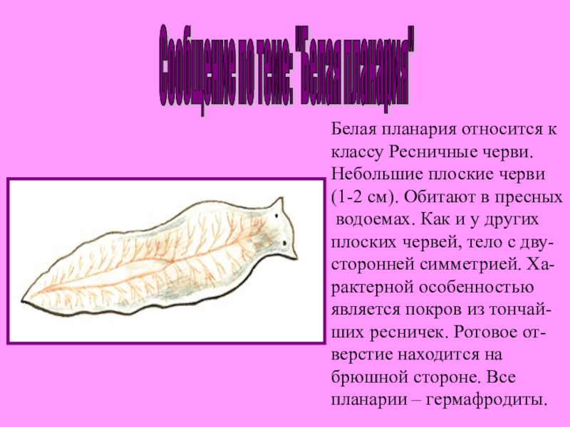 Симметрия плоских червей