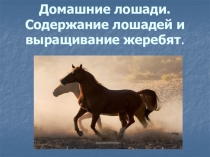 Презентация по биологии на тему Домашние лошади. Содержание и выращивание жеребят (8 класс)