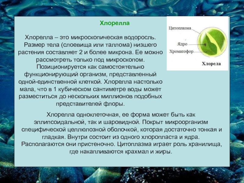 Ламинария Способна Поглощать Из Морской Воды