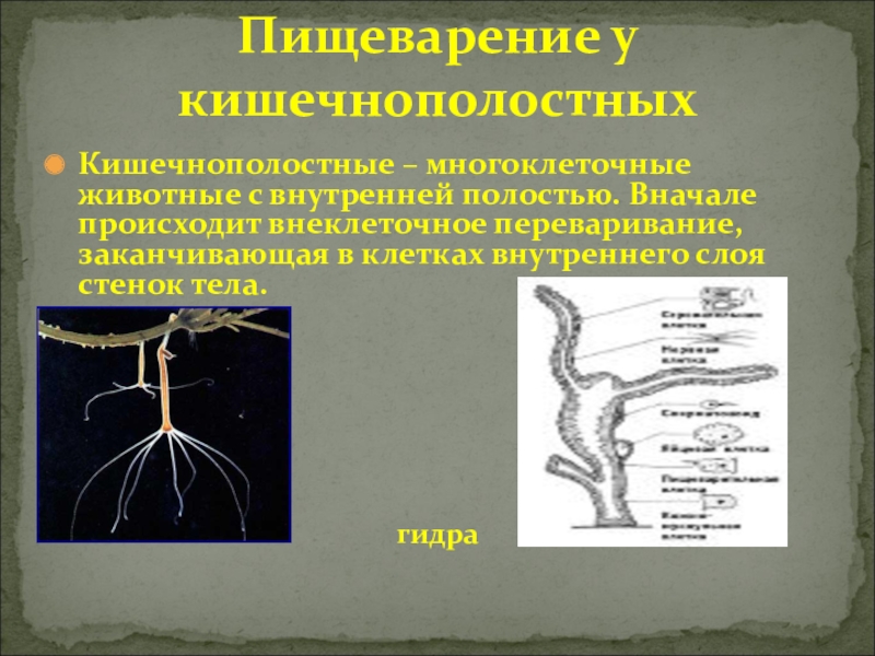 Полость кишечнополостных. Пищеварительная система кишечнополостных. Строение пищеварительной системы кишечнополостных таблица. Строение пищеварительной системы кишечнополостных. Пищеварительная система кишечнополостных 7 класс.