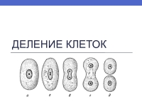 Деление рисунок биология