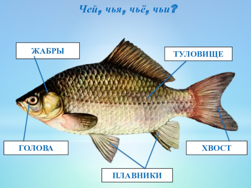 Части рыбы для детей картинка