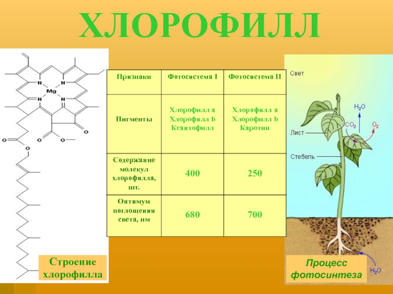 В растении хлорофилл содержится в. Хлорофилл строение и функции. Хлорофилл в растениях. Пигменты фотосинтеза растений. Пигмент хлорофилл фотосинтез.